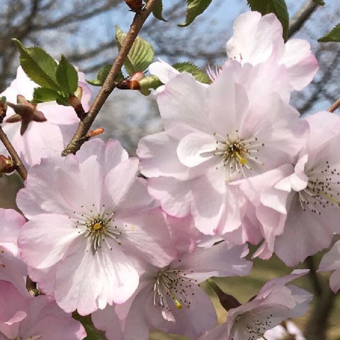 桜 苗木 十月桜 12cmロングポット苗 10月桜 さくら 苗 サクラ : 苗通販
