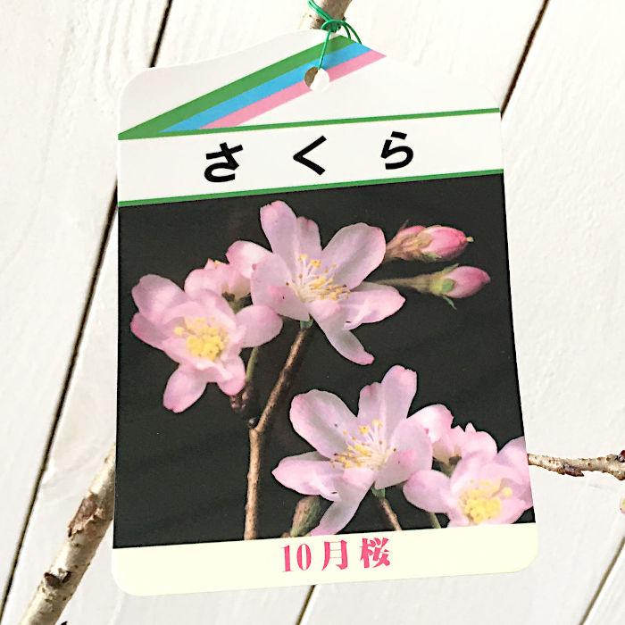 さくら 通販限定】Z/X -Zillions of enemy X- 掛軸「上柚木さくら」：【公式