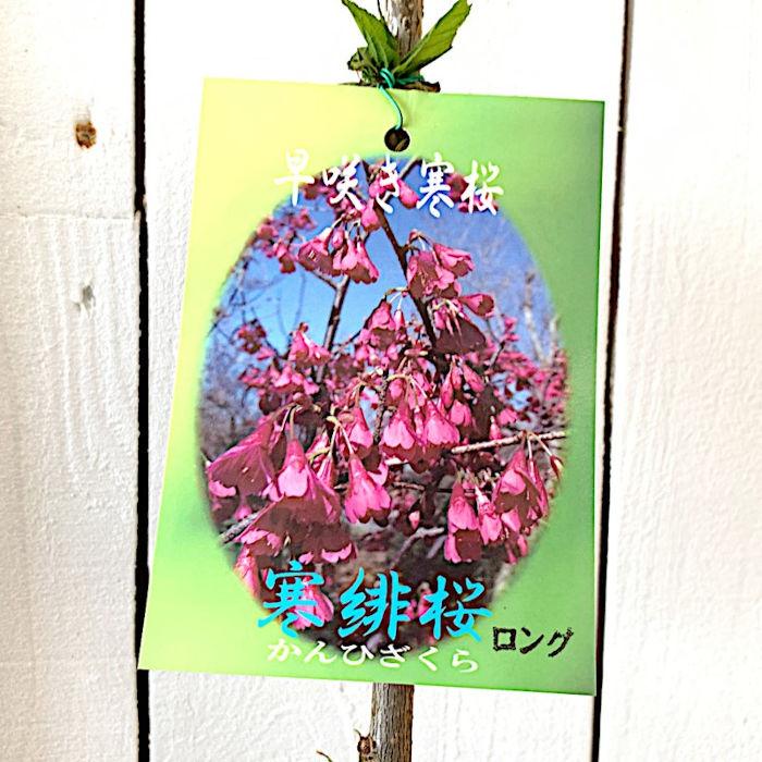 桜 苗木 寒緋桜 12cmロングポット苗 かんひざくら さくら 苗 サクラ