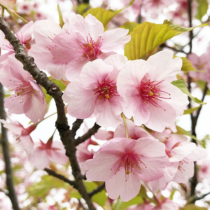 桜 苗木 河津桜 12cmロングポット苗 サクラ さくら 苗 かわづざくら Sale 65 Off