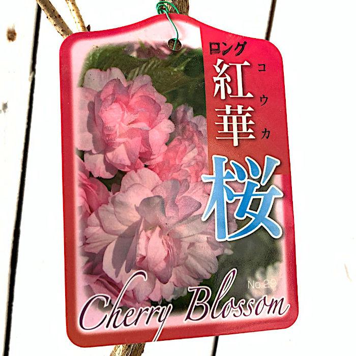 桜 苗木 紅華 12cmロングポット苗 こうか さくら 苗 サクラ : 苗 桜 苗木 紅華 12cmロングポット苗 こうか さくら 苗 サクラ : 苗