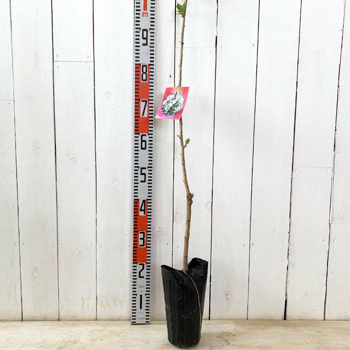 桜 苗木 大島桜 12cmロングポット苗 おおしまざくら さくら 苗
