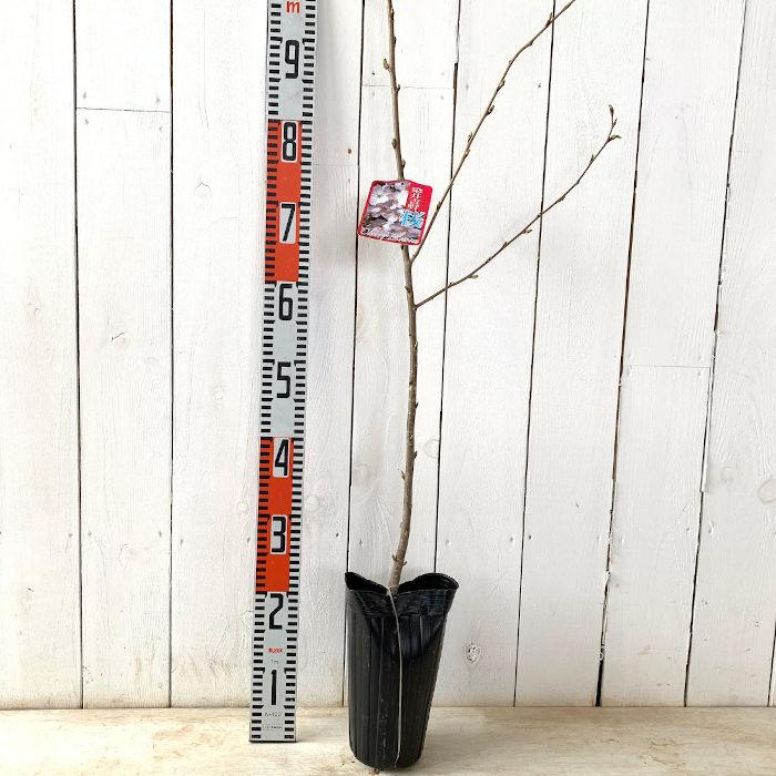 桜 苗木 染井吉野 12cmロングポット苗 さくら 苗 サクラ