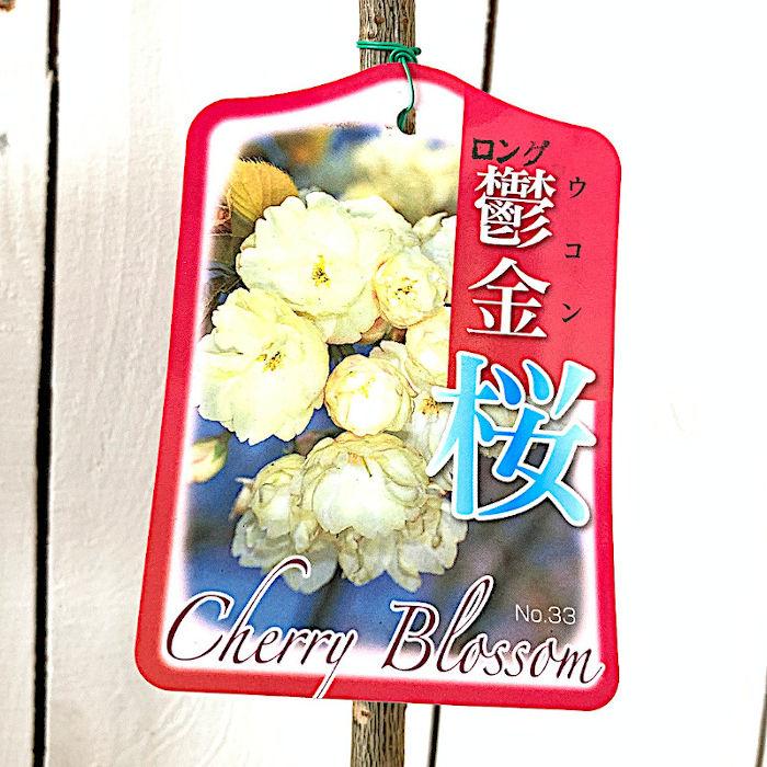 桜 苗木 鬱金桜 12cmロングポット苗 うこんざくら さくら 苗