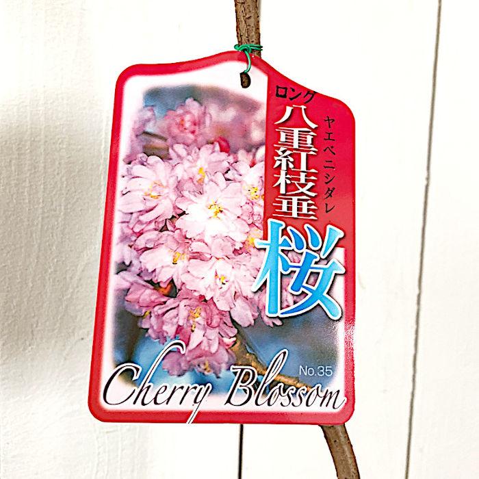 桜 苗木 八重紅枝垂 12cmロングポット苗 やえべにしだれ しだれ桜