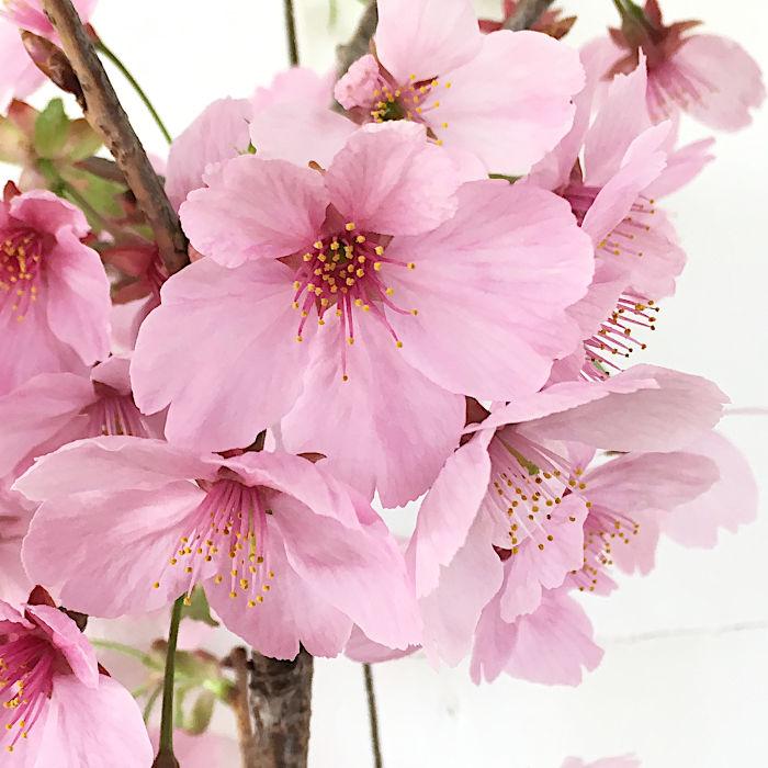 桜 苗木 陽光桜 12cmロングポット苗 ようこうざくら さくら 苗 桜 苗木 陽光桜 12cmロングポット苗 ようこうざくら さくら 苗
