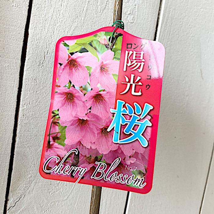 桜 苗木 陽光桜 12cmロングポット苗 ようこうざくら さくら 苗