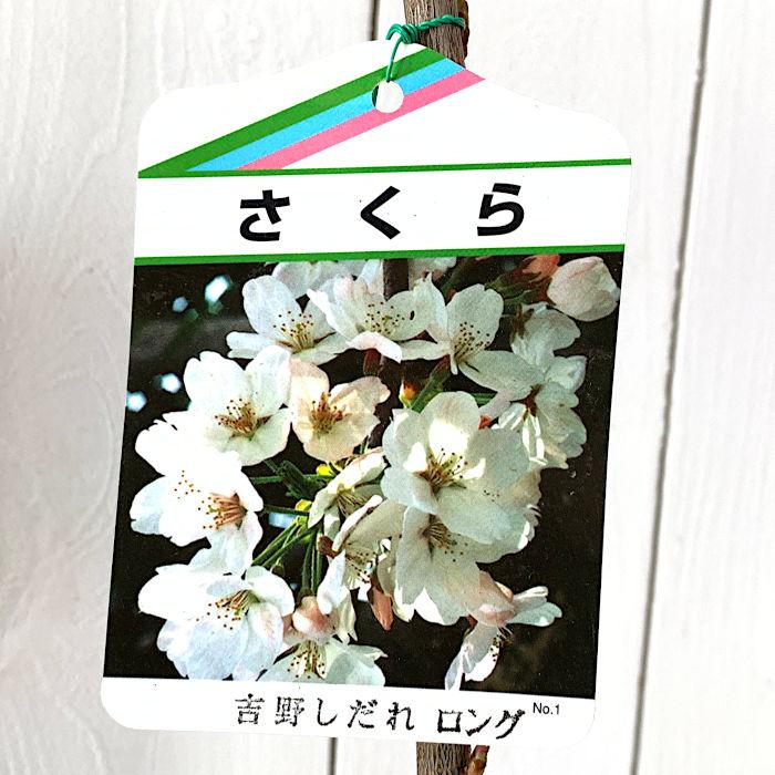 サクラ 苗木 春 落葉高木 家庭樹 紅吉野桜 4.5号 13.5cm ポット