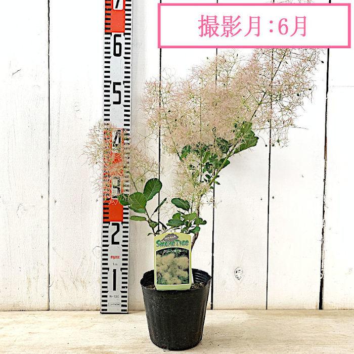 スモークツリー 苗木 グリーンボール 13 5cmポット苗 3年生苗 スモークツリー 苗 Y Stgb3 苗通販店 ぐりーんべりぃ 通販 Yahoo ショッピング