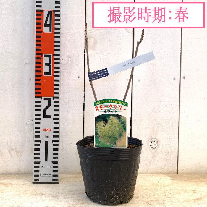 スモークツリー 苗木 ホワイトボール 13.5cmポット苗 3年生苗 苗 : 苗