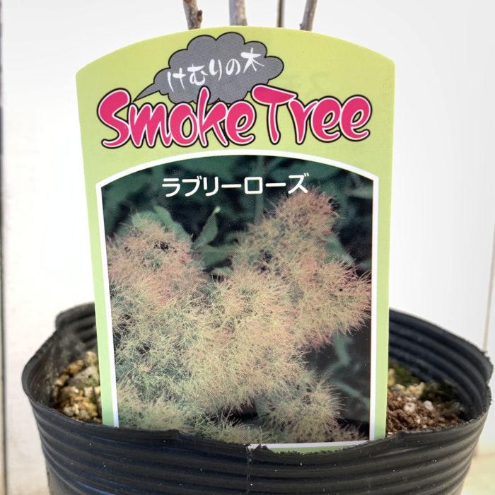 スモークツリー 苗木 ラブリーローズ 13.5cmポット苗 3年生苗 苗 : 苗
