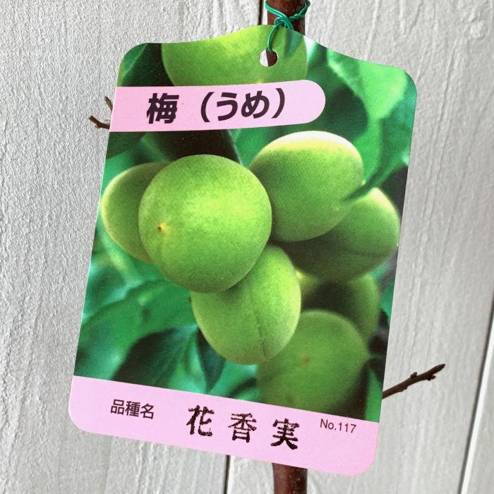 梅 苗木 花香実 12cmポット苗 はなかみ うめ 苗 ウメ : 苗通販店