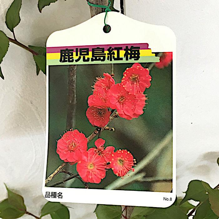 花梅 苗木 鹿児島紅梅 (赤) 12cmポット苗 かごしまこうばい はなうめ