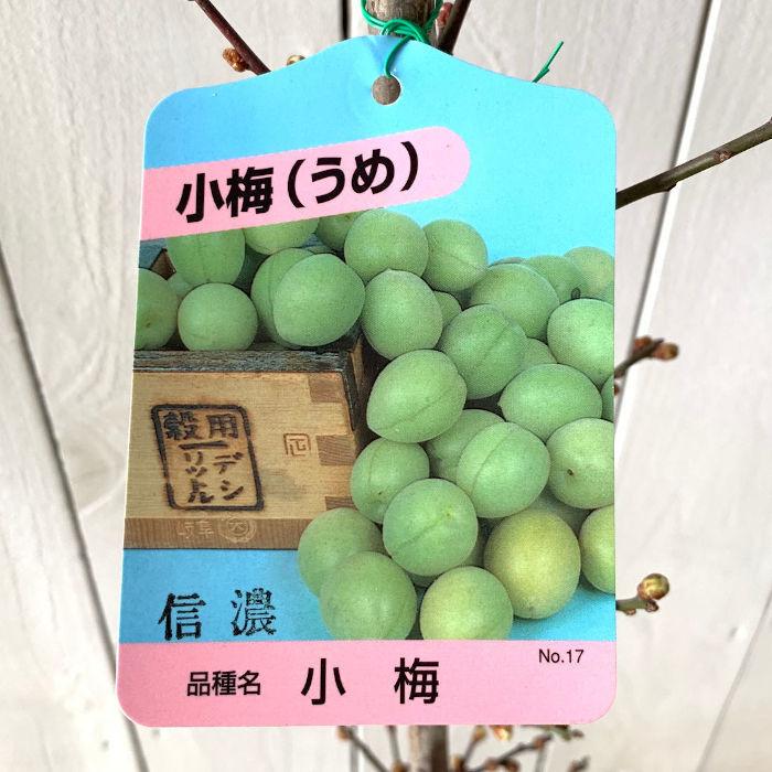 梅 苗木 信濃小梅 12cmポット苗 しなのこうめ うめ 苗 ウメ : 苗通販店