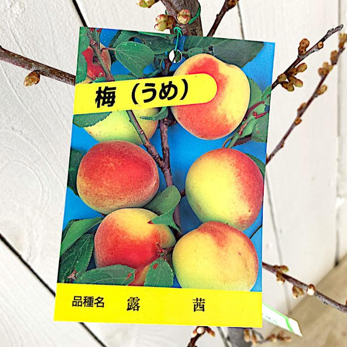 梅 苗木 露茜 (PVP) 15cmポット苗 つゆあかね うめ 苗 ウメ 登録品種