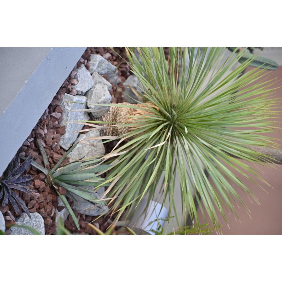 ポイント変倍 30kg 砂利 Nittosekko 茶色 砕石 チョコレートロック 約3 5cm おしゃれ軍手付 おしゃれ 種類 駐車場 防犯 防犯砂利 砂利敷き Chocorock 砂利 石材 防草シートのgaonline 通販 Yahoo ショッピング