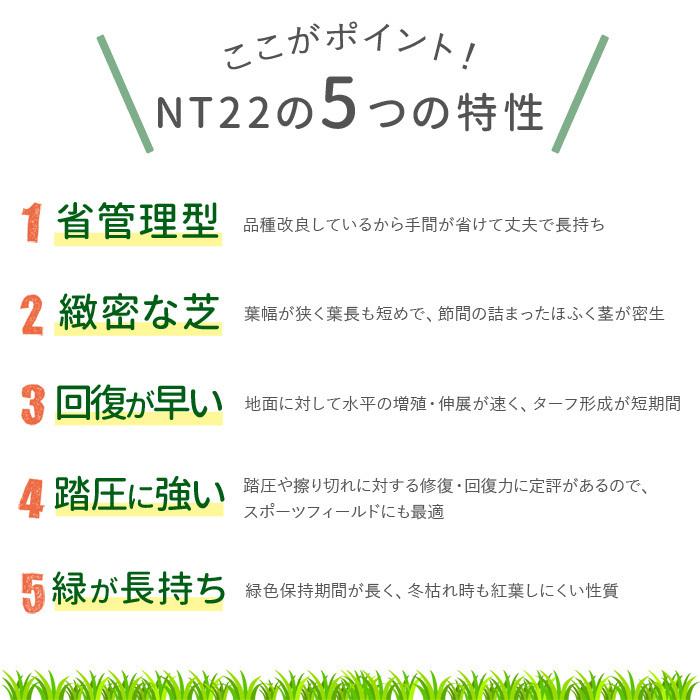 通常便 NITTOSEKKO 高級天然芝 NT22 ソッド 10平米分 天然芝 省管理 高麗芝 改良高麗芝 芝生 芝 品種改良 国産｜greenarts-online｜06