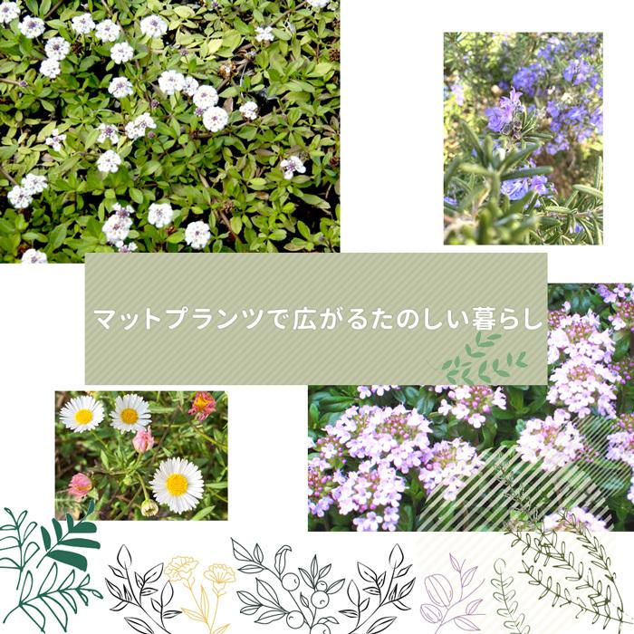 クーポン付☆ プリンセスフラワーマット ヒメイワダレソウ リッピア