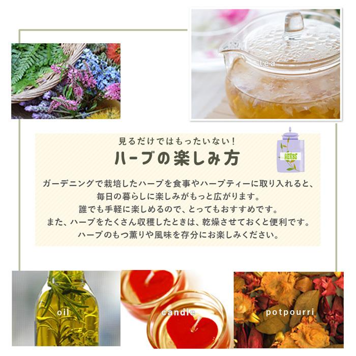 クーポン付☆ マットプランツ タイム ロンギカウリス 8枚セット 25