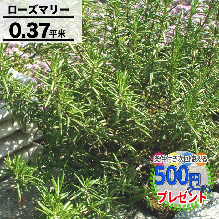 クーポン付☆ マットプランツ ローズマリー 6枚セット 25×25cm/枚 花
