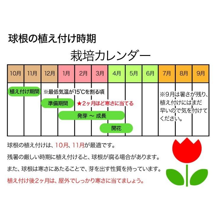 チューリップ 球根 ビックスマイル 5球入 一重咲き 10187051 グリーンキュア 通販 Yahoo ショッピング