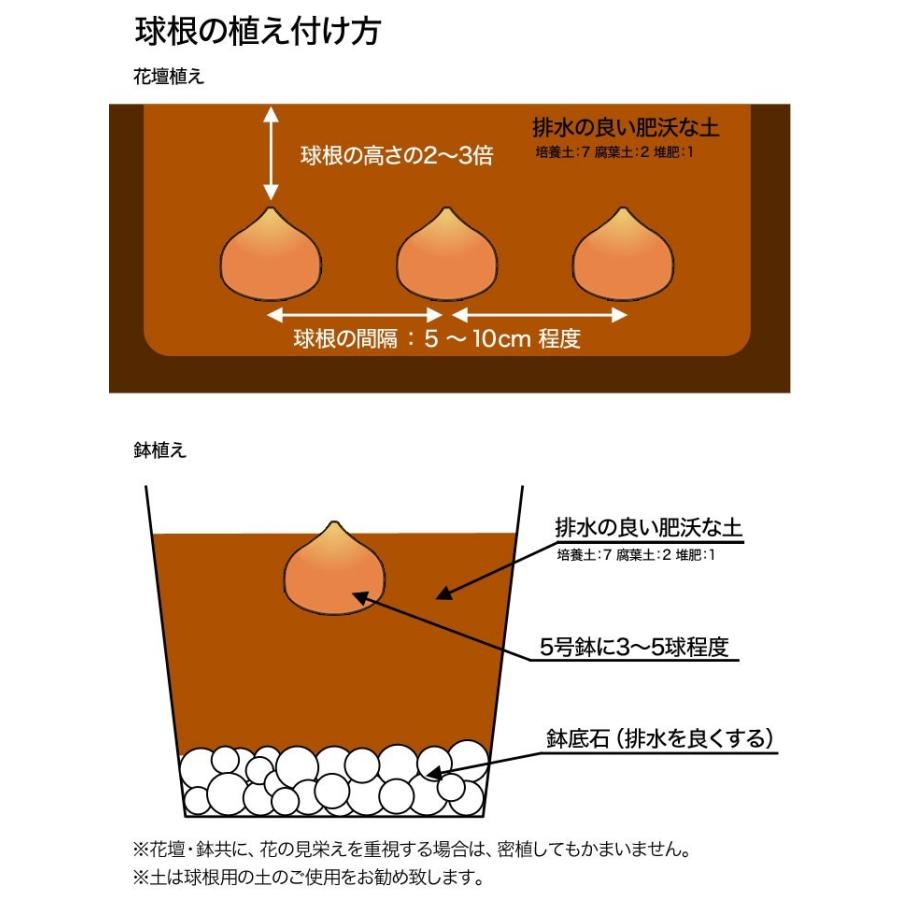 チューリップ 球根 アプリコットビューティー 5球入 一重咲き グリーンキュア 通販 Yahoo ショッピング