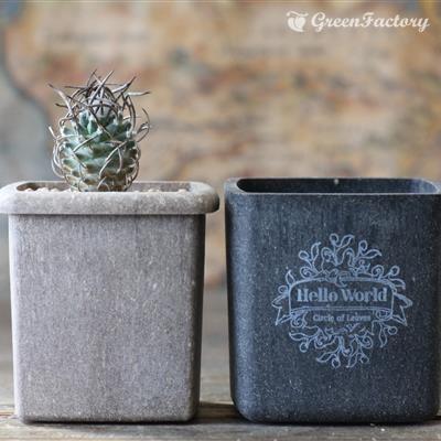 サボテン ツルビニカルプス 昇竜丸 : Green Factory - 通販 - Yahoo