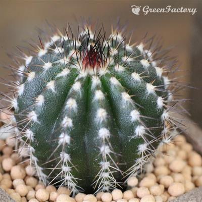 サボテン ユーベルマニア プセウドペクチニフェラ : Green Factory