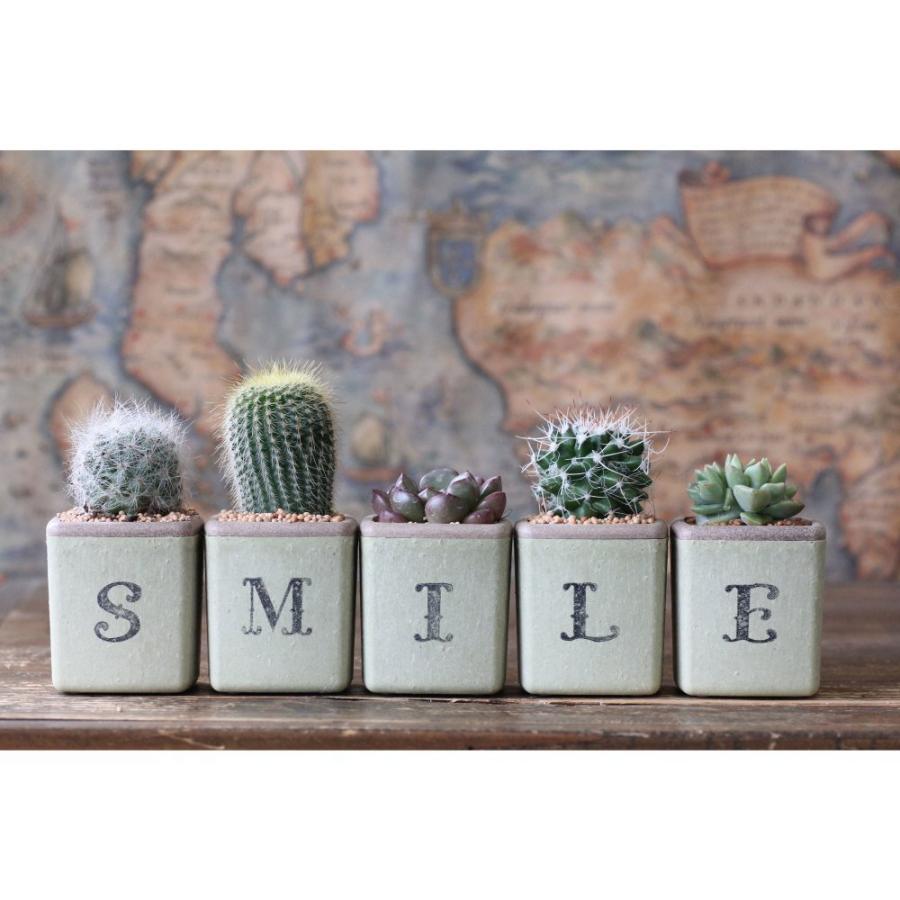 サボテン多肉植物 Smile 5個セット ギフト向け 最大 オフ