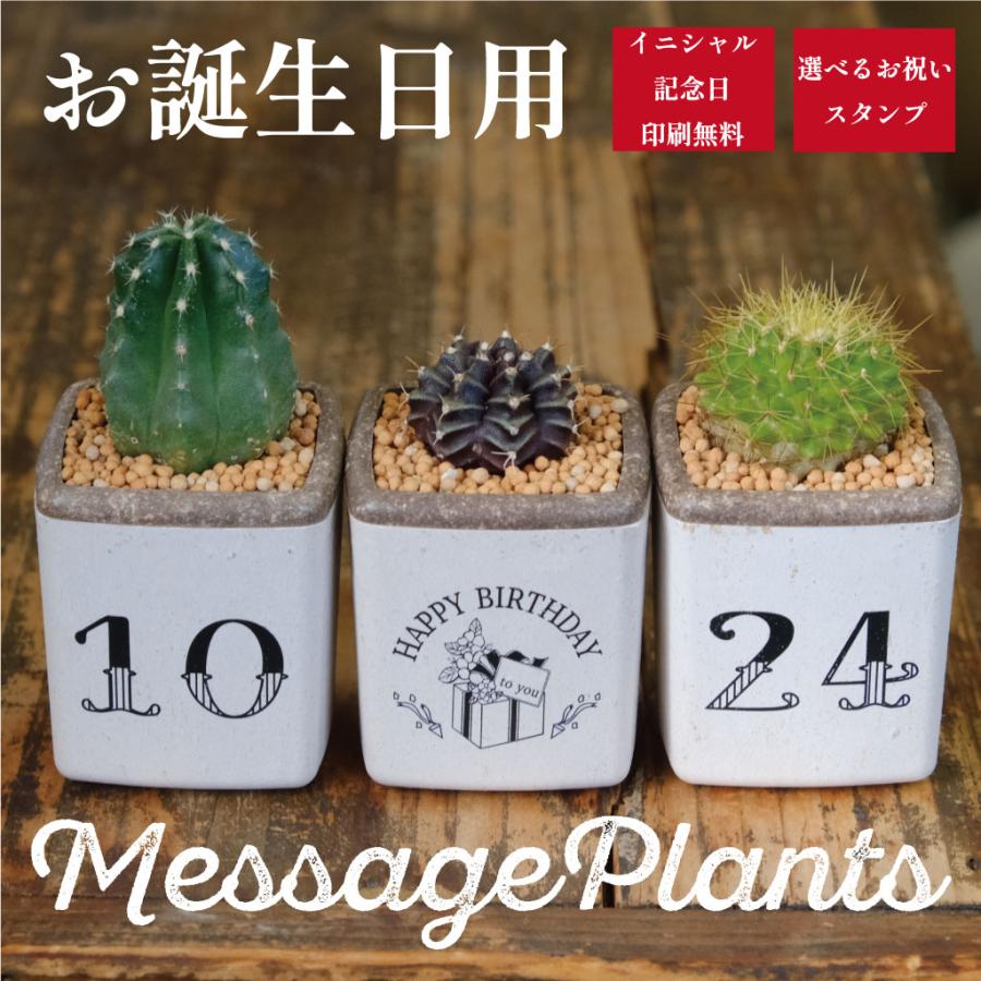 お誕生日に ミニキューブ サボテン3個セット : Green Factory - 通販