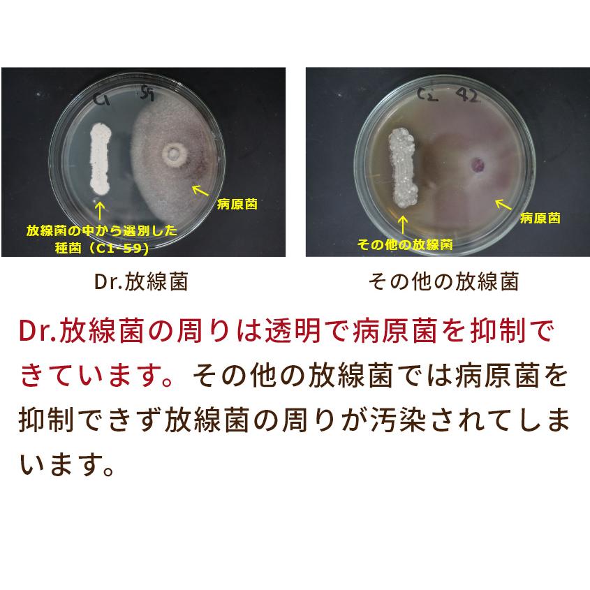 Dr.放線菌（ドクターホウセンキン）7kg 10袋セット 放線菌 高濃度微生物資材（フザリウム菌による土壌病害用) 有機JAS適合 アル厶農材_7