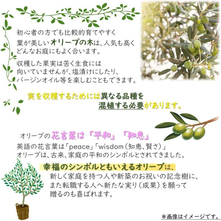 オリーブ 苗木 3.5号 品種 おまかせMIX 2個 オリーブの木 ※品種はお