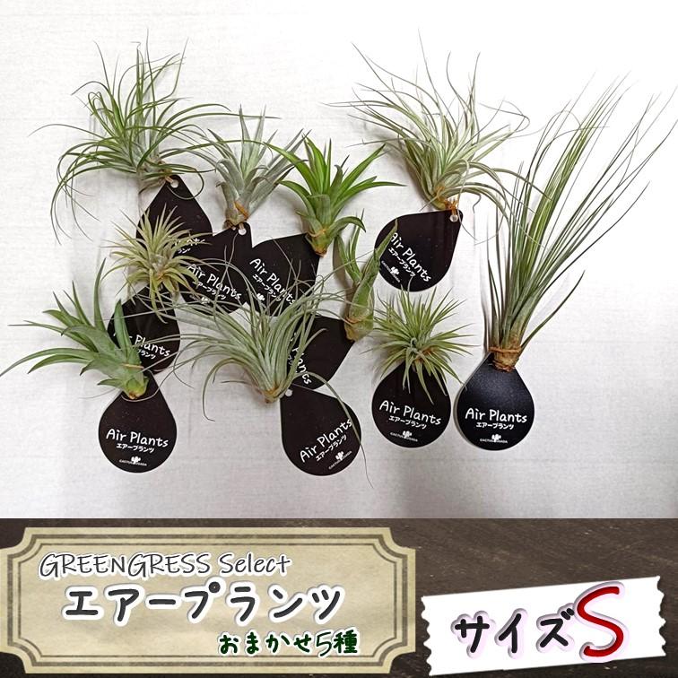 エアープランツ 5点セット エアプランツ Sサイズ おまかせMIX 5株 セット ※画像はイメージです