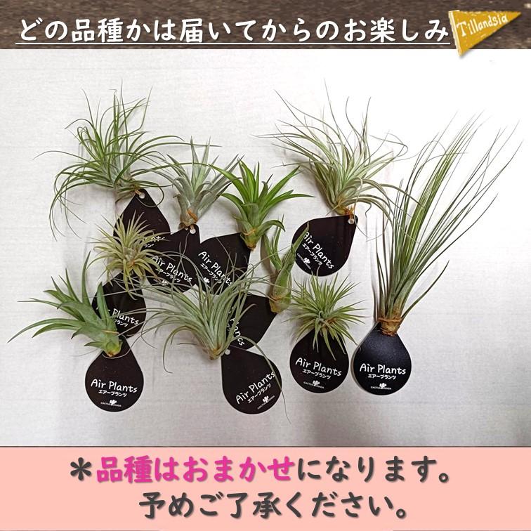 エアープランツ 複数種セット エアプランツ Sサイズ おまかせMIX 5株 セット ※画像はイメージです