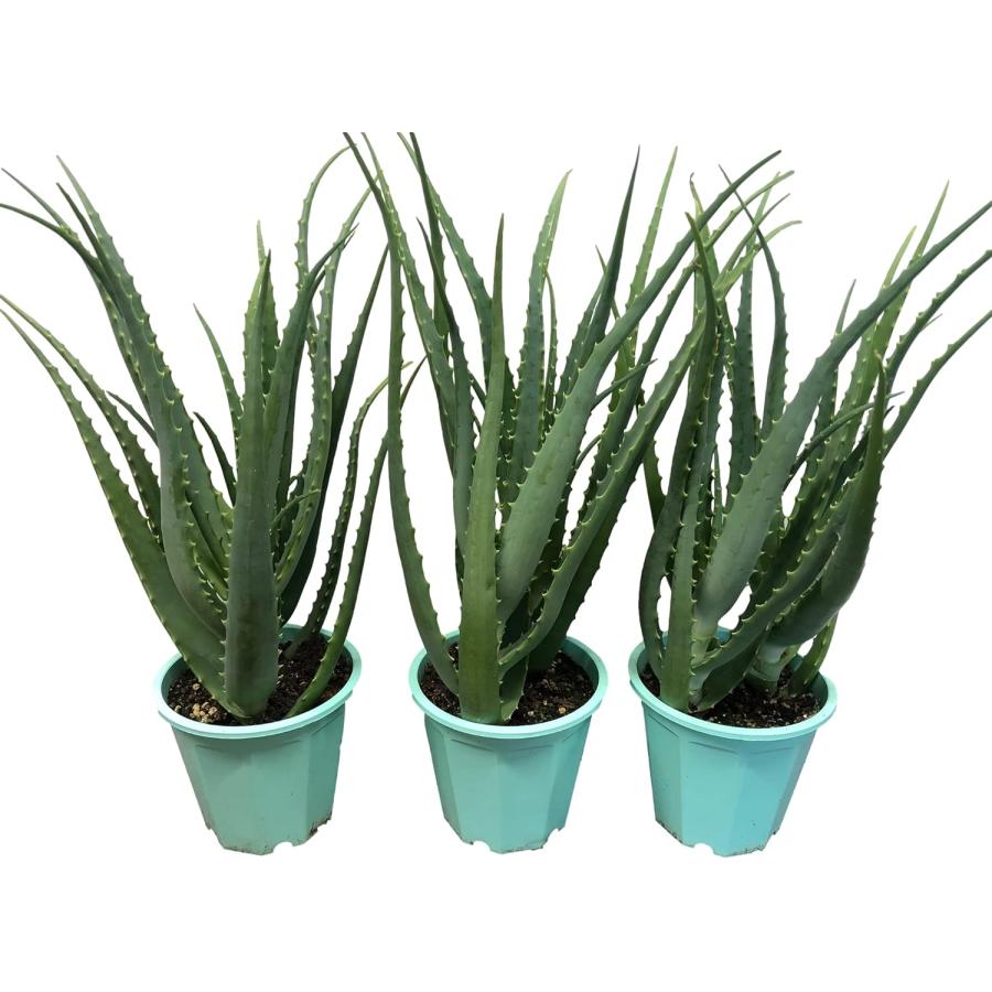 無農薬 アロエ 木立アロエ5号 3鉢セット aloe 苗 有機肥料栽培 医者
