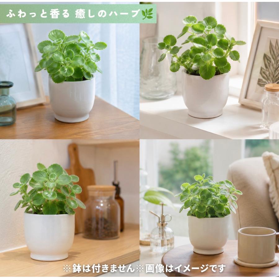 アロマティカス 苗 3号ポット 4個セット ハーブ苗 多肉植物 ミント系