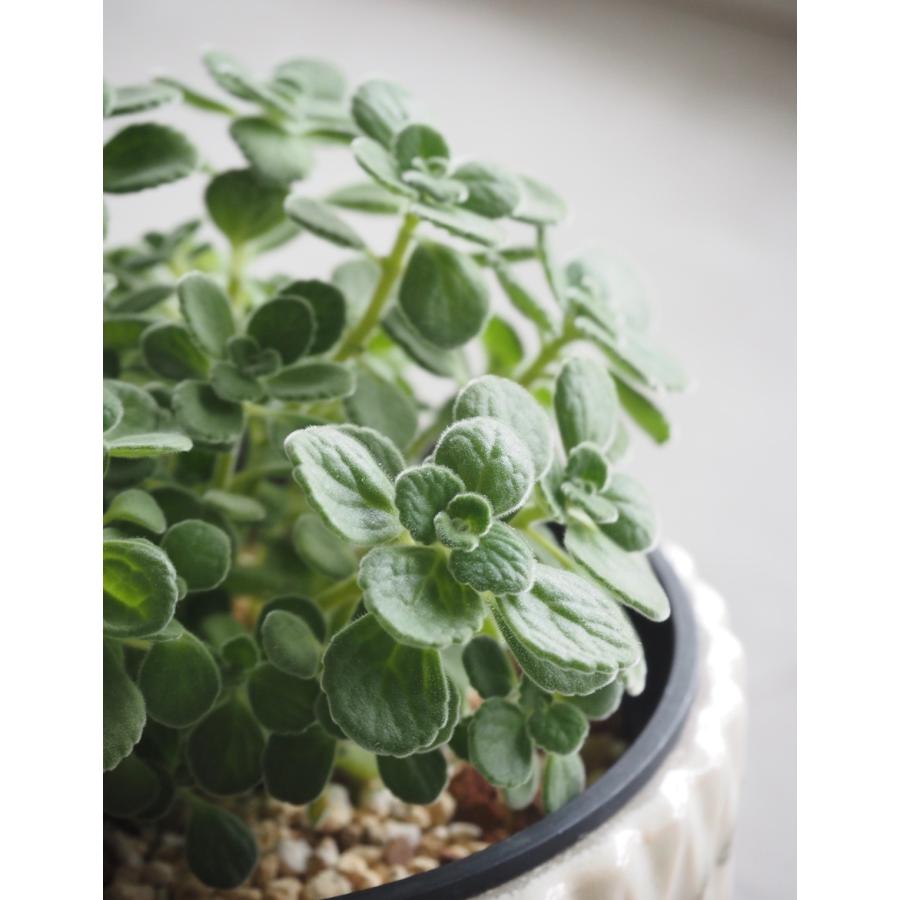 アロマティカス 苗 3号ポット 4個セット ハーブ苗 多肉植物 ミント系