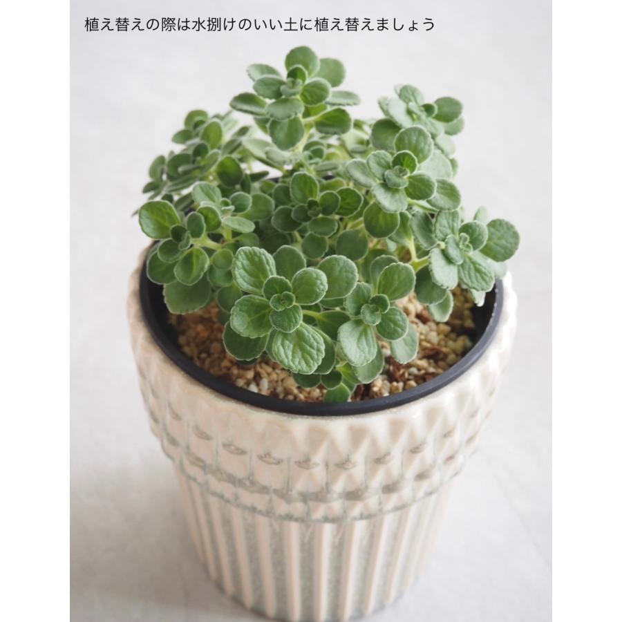 アロマティカス 苗 3号ポット 4個セット ハーブ苗 多肉植物 ミント系