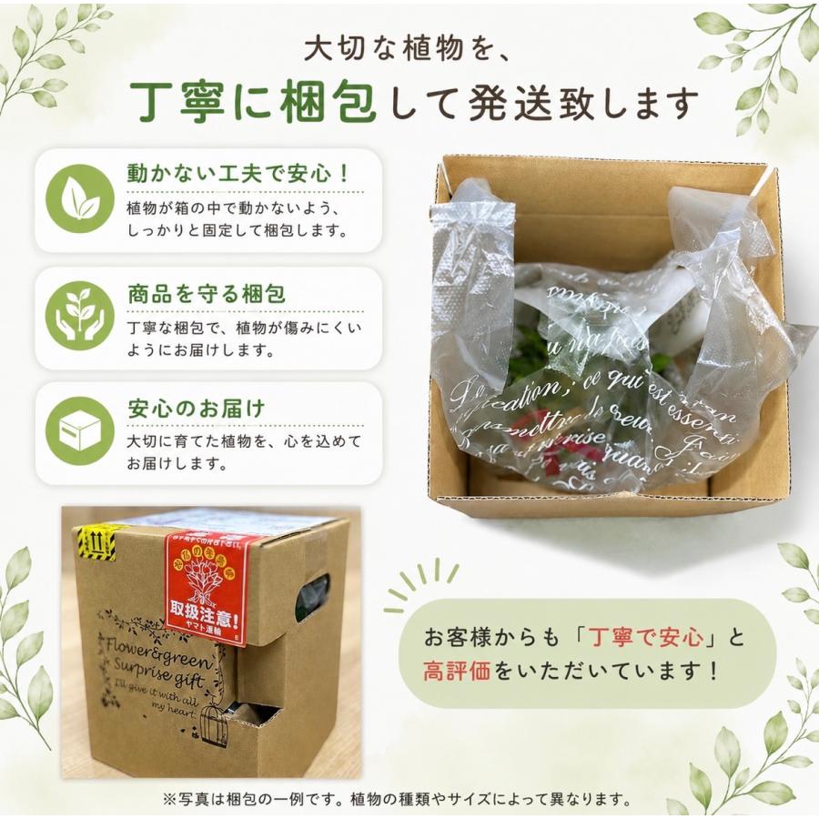 アロマティカス 苗 3号ポット 4個セット ハーブ苗 多肉植物 ミント系