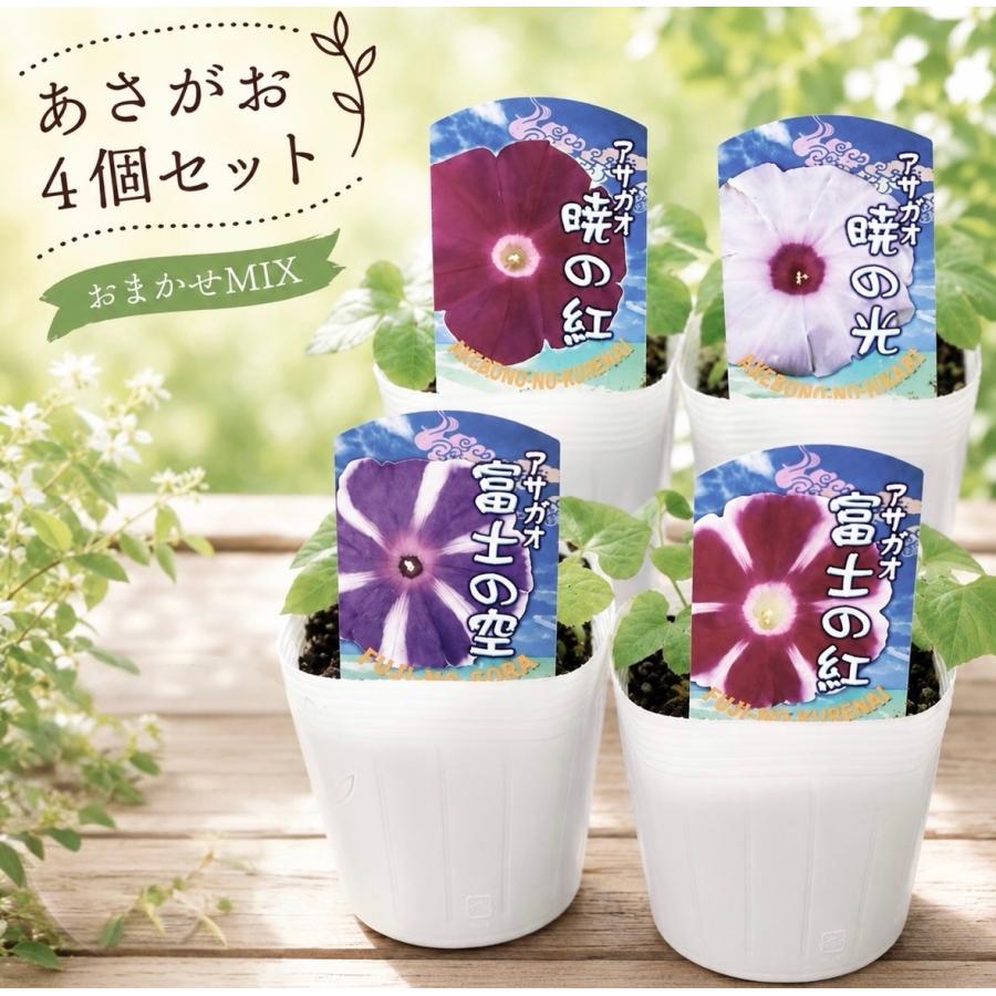 あさがお 朝顔 3.5号 4個セット ※画像はイメージです 品種や色はすべて