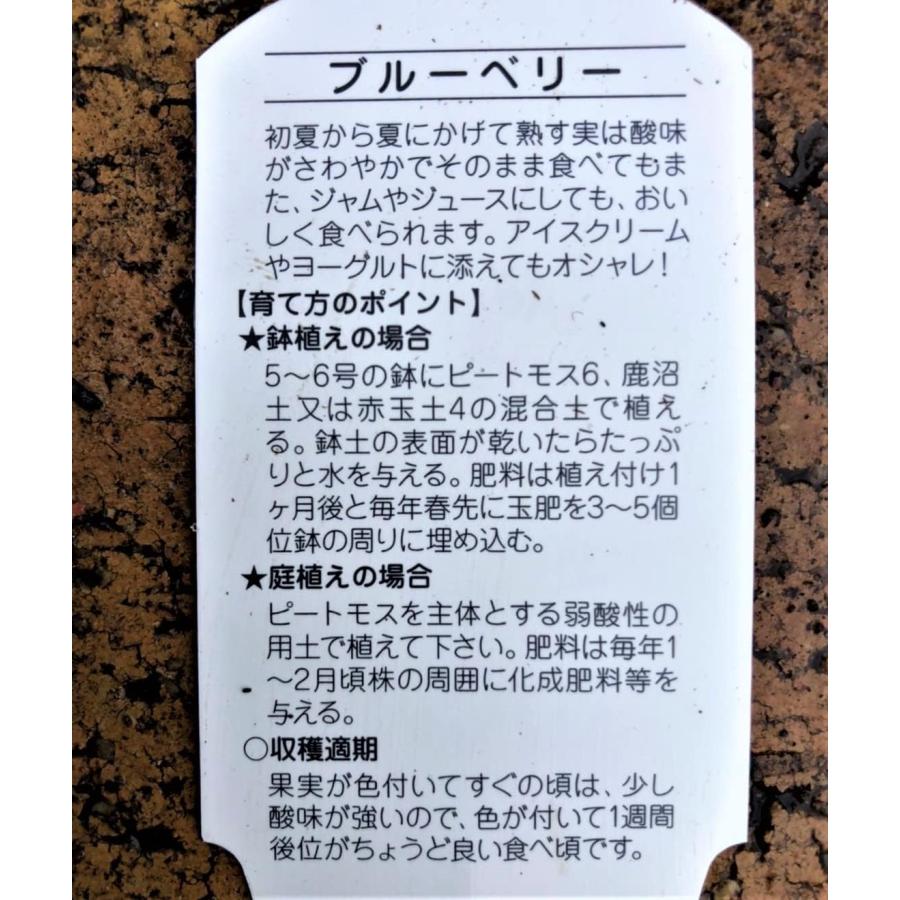 ブルーベリー 苗木 3.5号苗 セット ピンクレモネード & ラビットアイ系