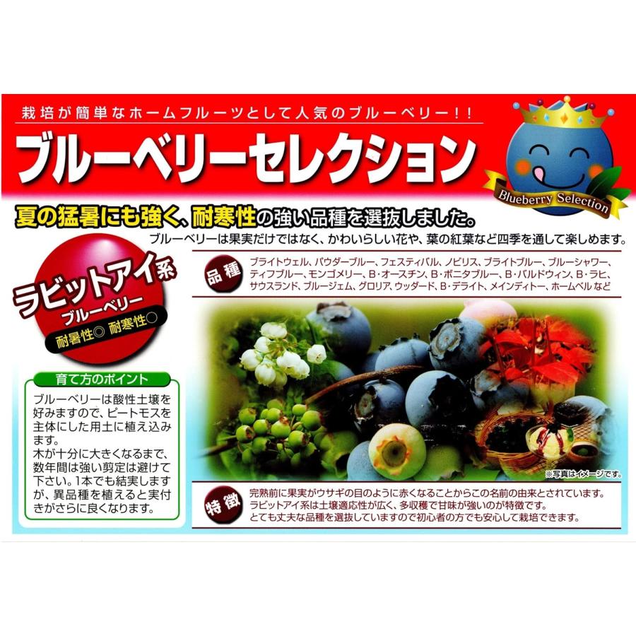 ブルーベリー 苗木 3.5号苗 セット ピンクレモネード & ラビットアイ系