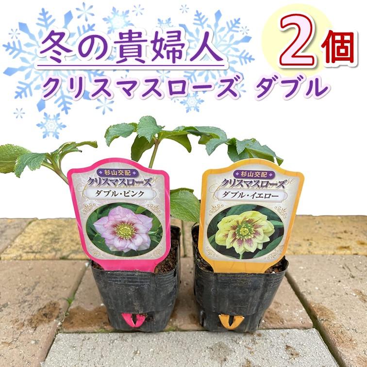 クリスマスローズ　2苗セット クリスマスローズ ダブル ≪おまかせMIXカラー≫ 2個セット 八重咲
