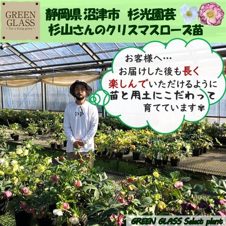 クリスマスローズ ダブル ≪おまかせMIXカラー≫ 2個セット 八重咲