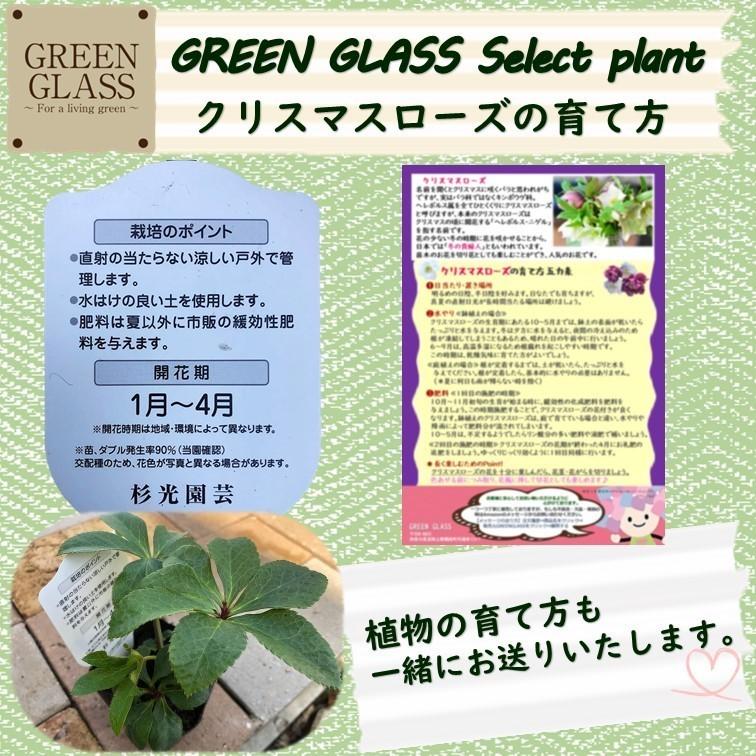 クリスマスローズ ダブル ≪おまかせMIXカラー≫ 2個セット 八重咲