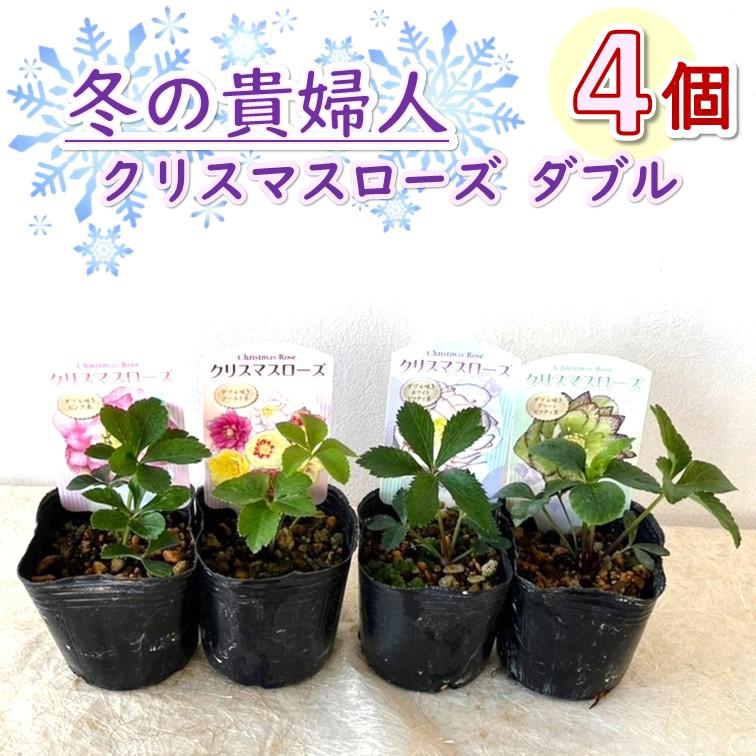 クリスマスローズ 来期開花予定苗 おまかせmix 3苗セット