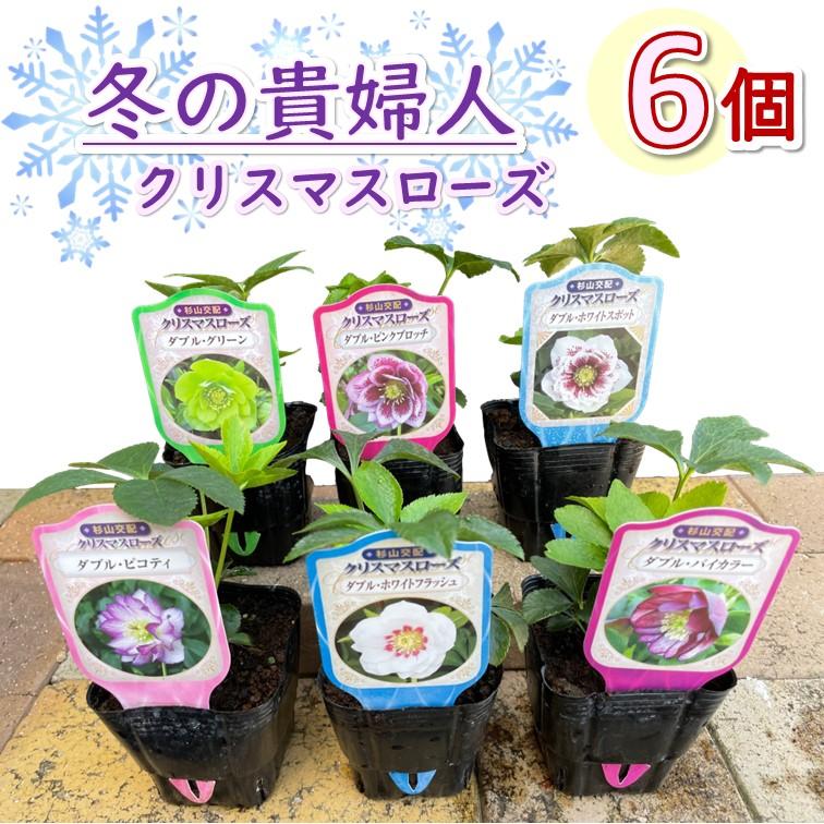 冬の貴婦人 【 クリスマスローズ ≪おまかせMIXカラー≫ 6個セット