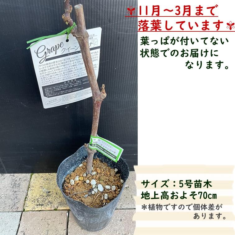 ぶどう苗木 クイーンニーナ 5号 2鉢 ブドウ 葡萄 苗木 品種 藤稔 誕生