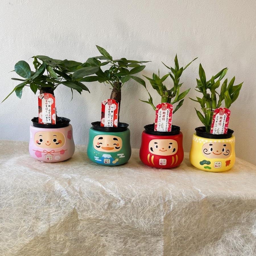 ミニ 観葉植物 パキラ ミリオンバンブー だるま鉢カバー付き 1個