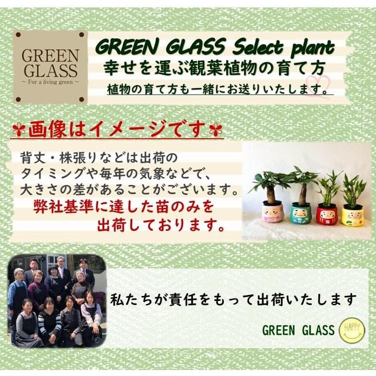 ミニ 観葉植物 パキラ ミリオンバンブー だるま鉢カバー付き 1個
